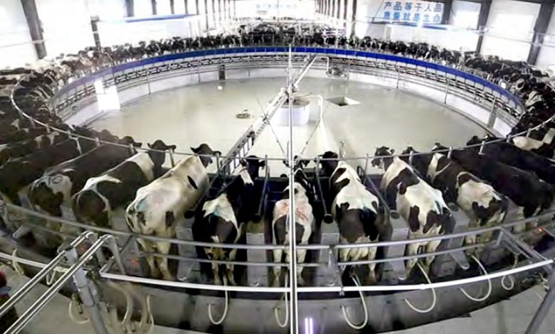 Dairy Farming
