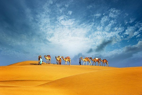 Morning Desert SAfari