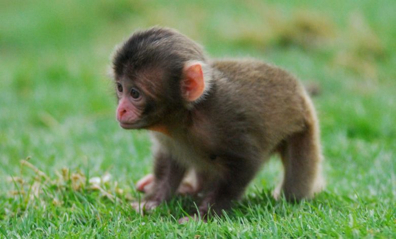 The Story of This Orphaned Baby Monkey is Straight Out of a Disney Movie