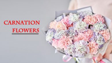 Photo of 9 Kinds of Carnation Flowers You Can Give on Her Special Day