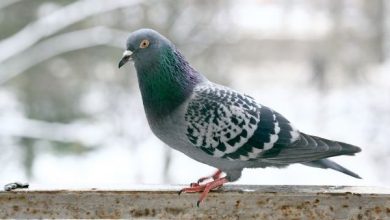 Photo of Interesting Information on Pigeon – Information About Pigeon