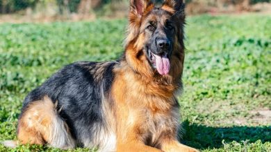 Photo of Grooming Tips for Long Haired German shepherd Puppies for Sale