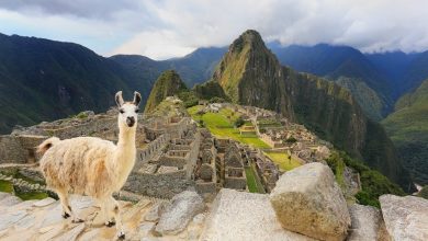 Photo of 8 Interesting Things to do in Machu Picchu