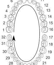 Photo of Why You Need to Know Your Dental Tooth Number Chart