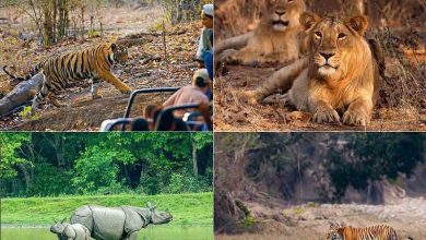 Photo of Popular National Parks & Wildlife Sanctuaries of India
