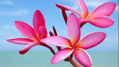 Photo of 10 Pretty Flowers That Might Produce Positive Outcomes