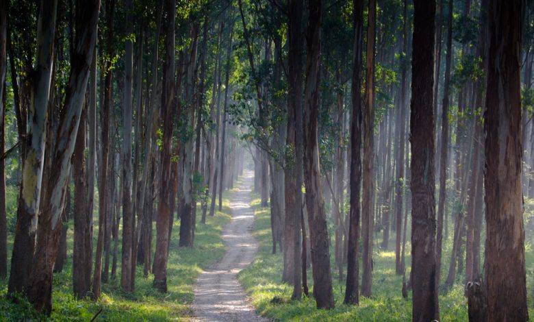 Places in Wayanad