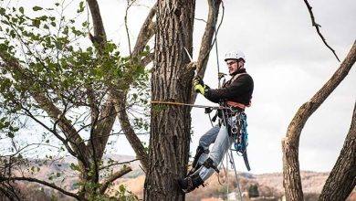 Photo of Choosing an Arborist In Albuquerque for Tree Trimming